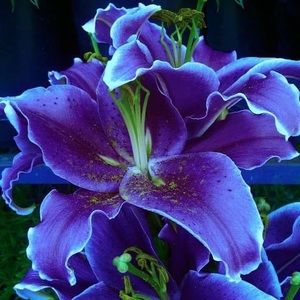 Meet your Posher, Monique